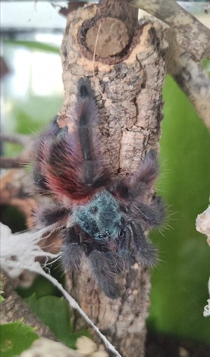 Verschiedene Vogelspinnen abzugeben  Bild 6