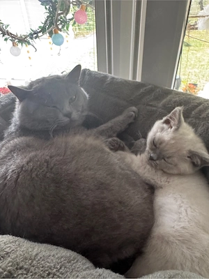 deckkater bkh