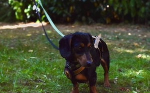Anubis sucht seine Familie