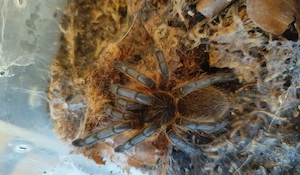 Harpactira pulchripes 0.2 