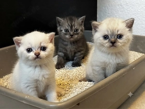 3 BKH Mädchen: Blue Point, Silver Tabby Point
