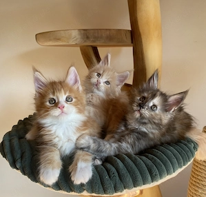 Zuckersüße Maine Coon Kitten