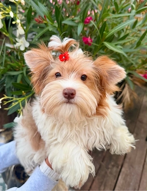 Yorkshire Terrier  golddust white gold dürfen ausziehen