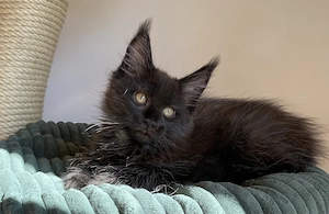 Typvolle und liebe Maine Coon Kitten