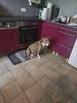 Cane Corso Mixwelpen suchen liebevolles zu Hause 