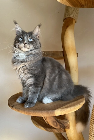 Wunderschöner Maine Coon Kater