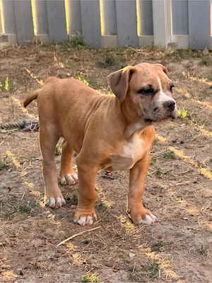 American Bully OEB XL Welpen *Abgabebereit*