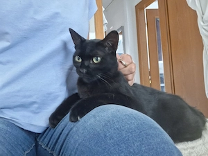 Larry, süssester kleiner Kater mit handicap in Karben