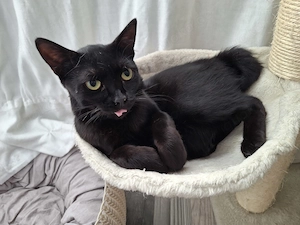 Larry, süssester kleiner Kater mit handicap in Karben Bild 4