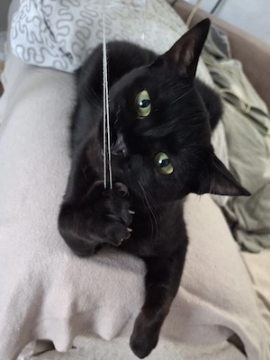 Larry, süssester kleiner Kater mit handicap in Karben Bild 5