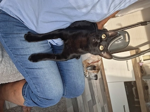 Larry, süssester kleiner Kater mit handicap in Karben Bild 6