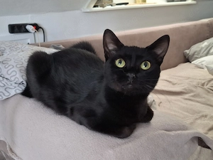 Larry, süssester kleiner Kater mit handicap in Karben Bild 3