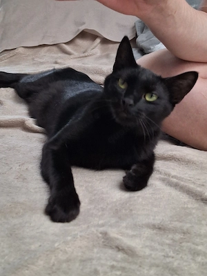Larry, süssester kleiner Kater mit handicap in Karben Bild 7