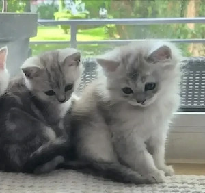 Zwei liebevolle Kitten abzugeben