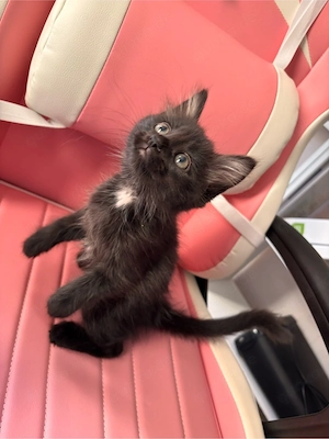 Nur noch ein Mädchen!! Heilige Birma Main Coon mix geimpft und gechipt abgabebereit 
