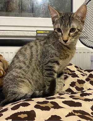 Kitten zu verkaufen Bild 3
