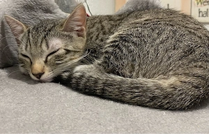 Kitten zu verkaufen Bild 2