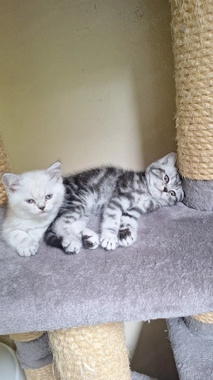 Bkh- Perser mix Kitten