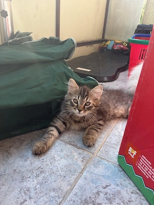 Perser-Main-Coon mix kitten