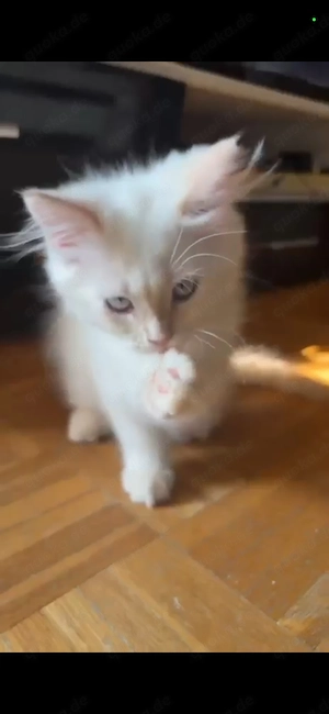 Perser-Main-Coon mix kitten