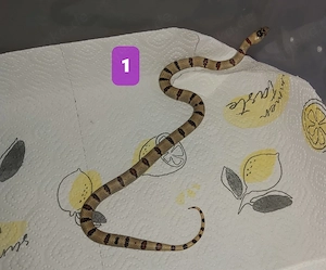 Lampropeltis Leonis Mexicana Königsnatter