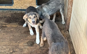 Laila sucht ein liebevolles Zuhause