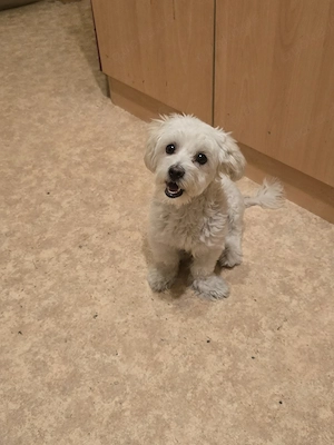 Maltesa Chihuahua Welpen 