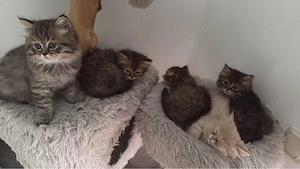 Noch 3 wunderschöne Perserkitten in liebevolle Hände abzugeben   