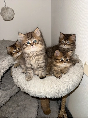 Noch 3 wunderschöne Perserkitten in liebevolle Hände abzugeben   