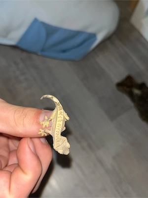 Kronengecko NZ
