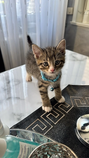 Liebevolle Kitten suchen ab sofort ein neues Zuhause