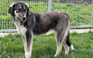 Zuhause gesucht für Lexi
