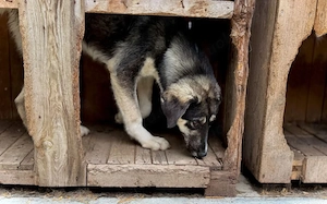 Zuhause gesucht für Lexi Bild 5