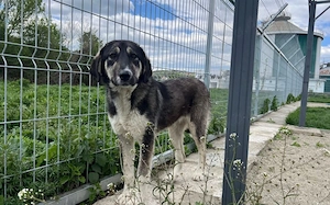 Zuhause gesucht für Lexi Bild 2