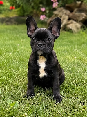 Französische Bulldoggen Welpen suchen ein liebevolles Zuhause