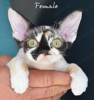 Wunderschöne  Devon Rex Kitten ( weiblich und männlich)  in der besonderen Farben 