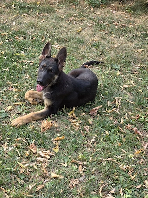 Schäferhund Welpen