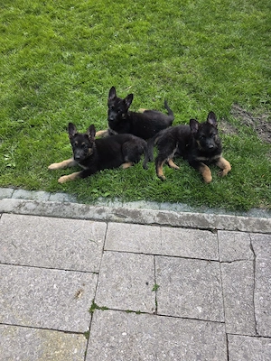 Schäferhund Welpen