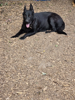 Schäferhund Welpen Bild 2