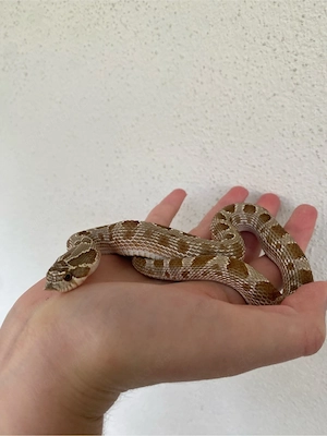 1.0 Phoenix red line breed, Hognose, Hackennasennatter, Heterodon nasicus