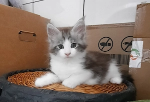 Unsere Rasselbande Maine Coon XL