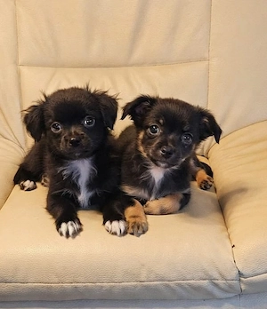 Toy Australian Shepherd Mops Mix Papillon 