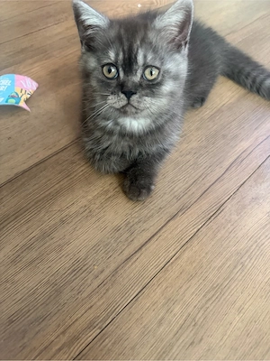 bkh kitten 