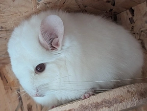 Chinchilla Jungtiere abzugeben 