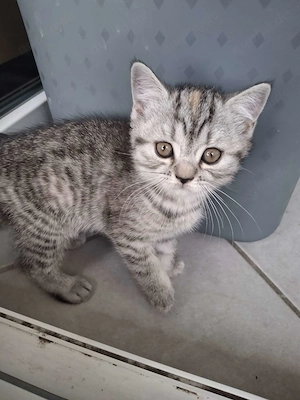 Britisch Kurzhaar Kitten Ellie mit Stammbaum sucht ihr Für-Immer-Zuhause