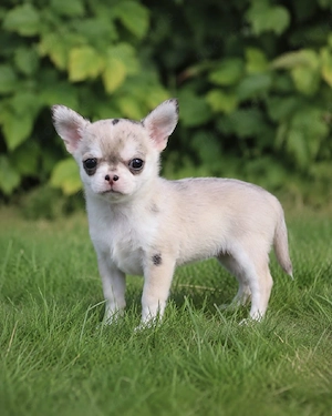 Typvoller kleiner Kurzhaar Chihuahua Rüde mit Ahnentafel  Bild 4