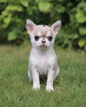 Typvoller kleiner Kurzhaar Chihuahua Rüde mit Ahnentafel  Bild 3