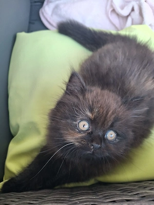 Britisch Langhaar Kitten Elsa mit Stammbaum sucht ihr Für-Immer-Zuhause