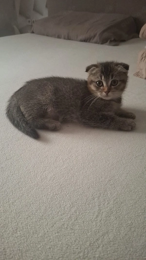 Bkh Mix Kitten