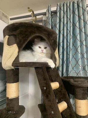 Liebevolle Hauskatze (Kater)